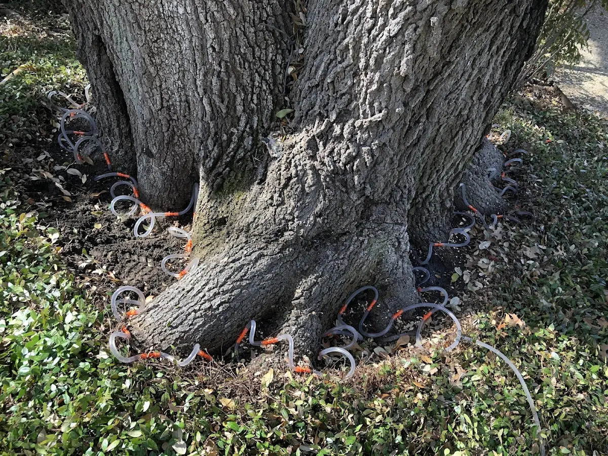 Detailed Tree Cabling and Bracing job site in Kirby