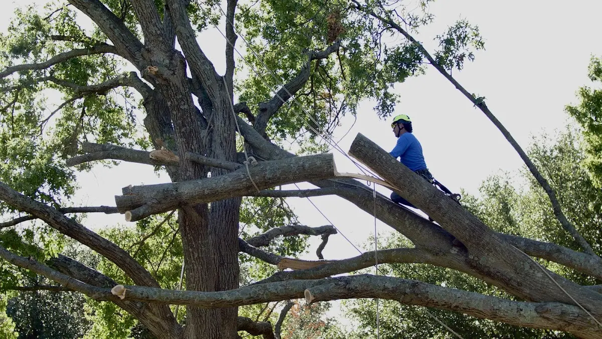 Professional Crown Thinning performed by certified arborists in Kirby