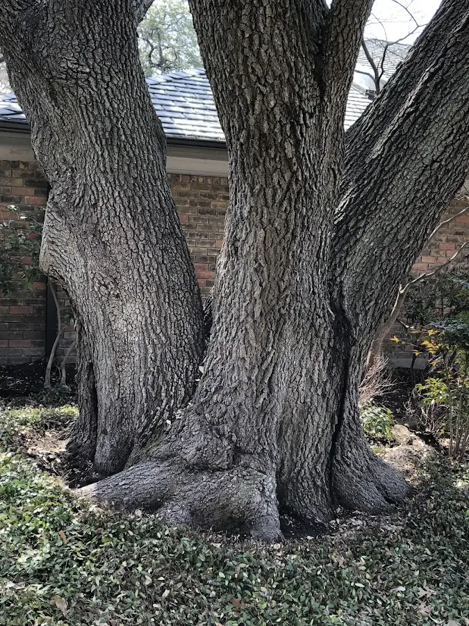 Mature heritage tree close to a Kirby property cared for by certified arborists