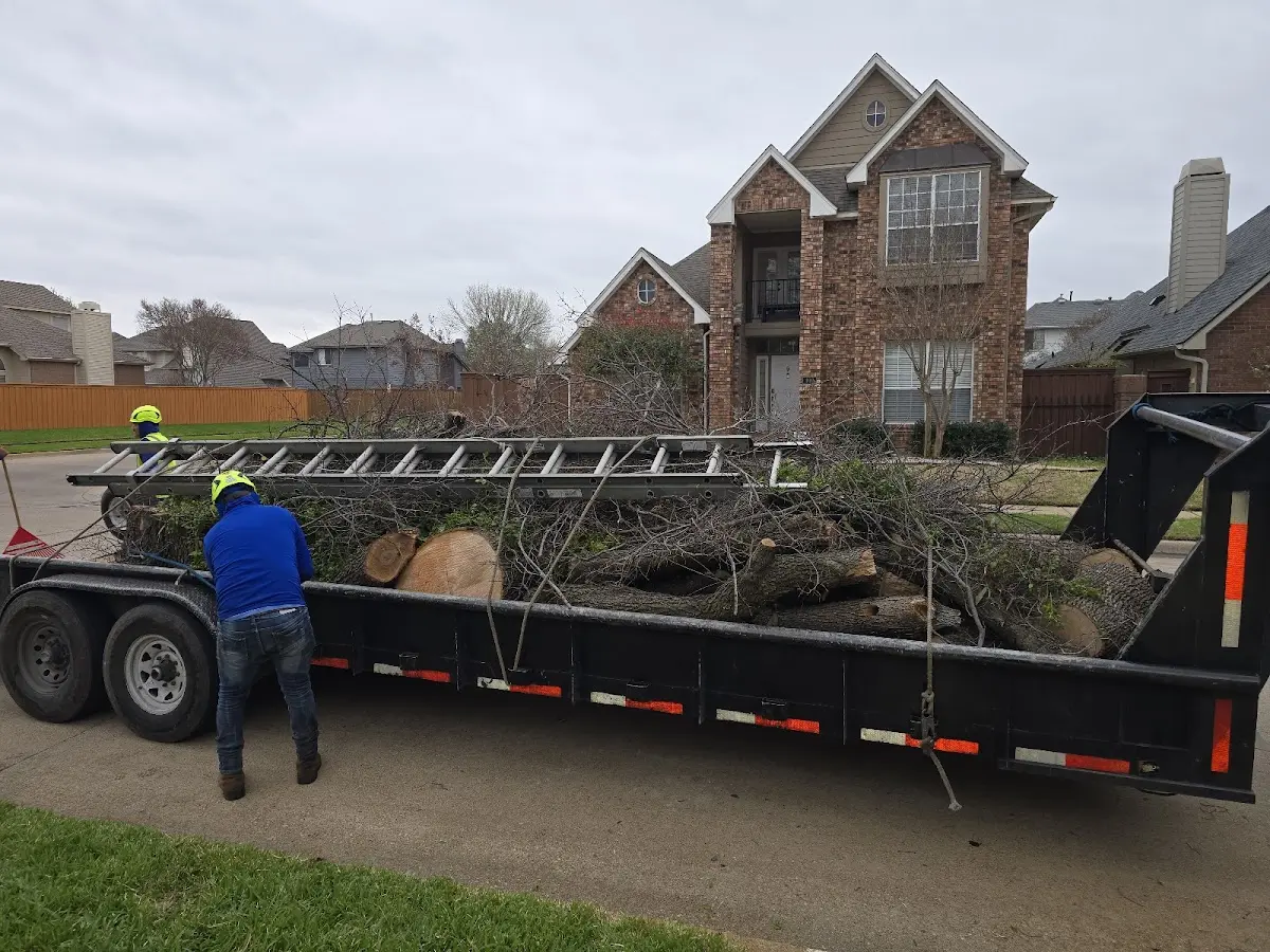 Expert Tree Removal with proper safety equipment in Kirby